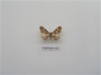 藏品(尺蛾141)的圖片